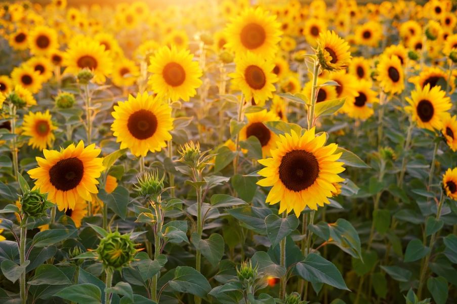 Pénuries. « Le cours du tournesol a perdu la boussole » Pour le Monde !