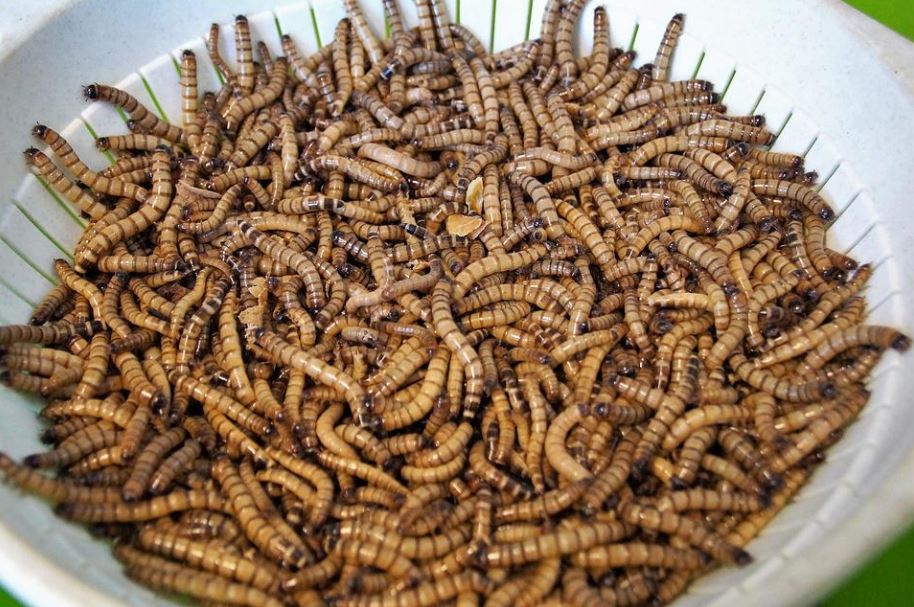 Faire manger des insectes à la cantine. C’est une réalité.