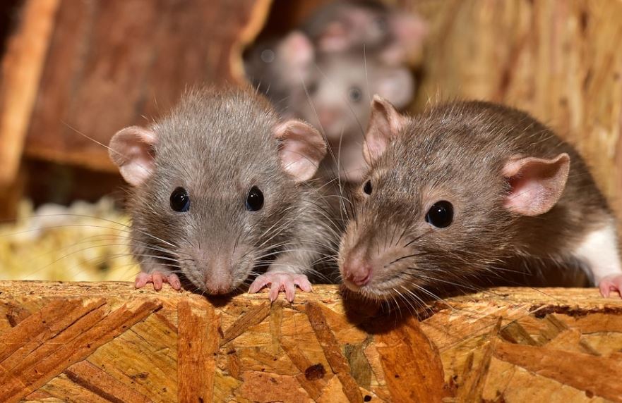 Des rats partout ! A Center Park, à Paris, dans les métros pourquoi ?