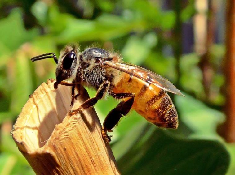 Des abeilles solitaires volent au secours des vergers français