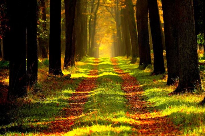 La Chine vide les forêts françaises de son bois. La vive réaction du gouvernement !