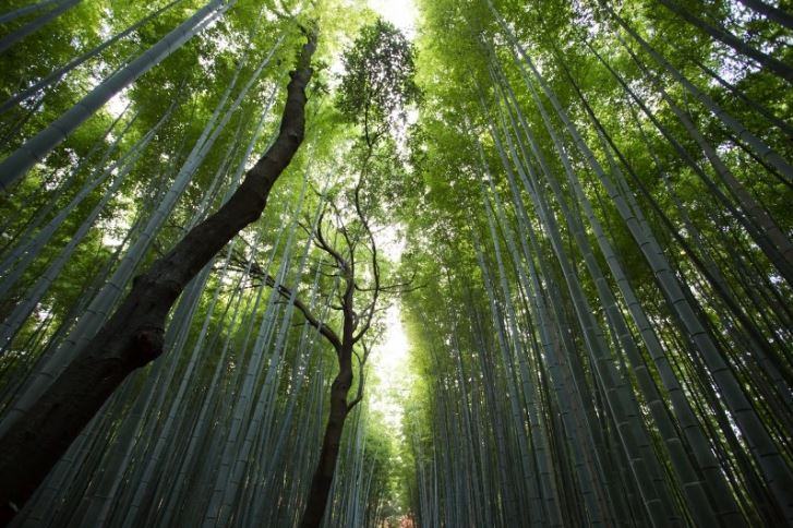 Al Carbonne le parrain des climato-neuneus, « désormais, les forêts polluent et émettent du CO2 ».