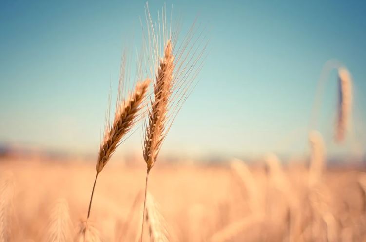 La famine arrive. La liste des pays les plus concernés.