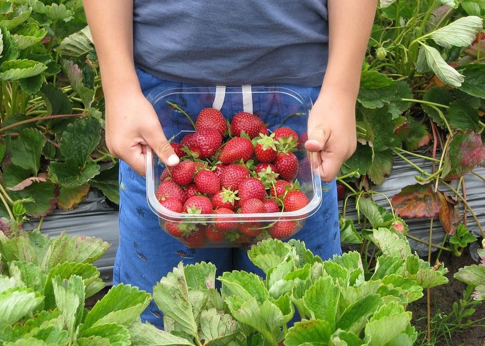 Agriculture, échec total du recrutement de « cueilleurs amateurs »