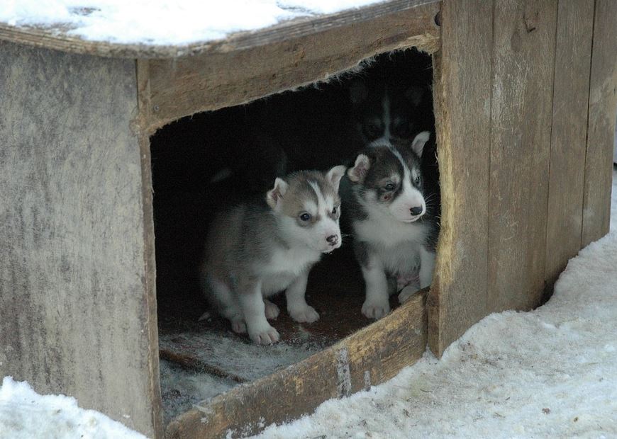 Chaque niche fiscale abrite un chien qui mord!