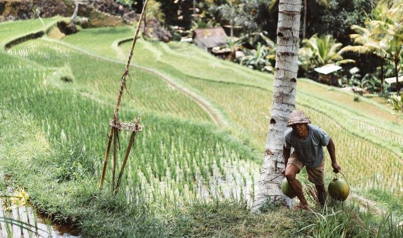 Du « riz géant » pouvant atteindre 2 mètres de haut introduit en Chine