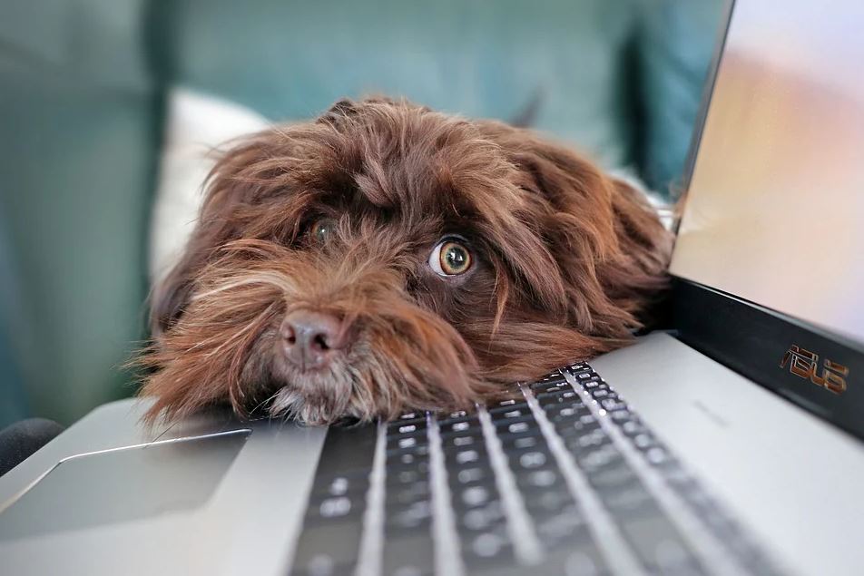 Tournée générale de télétravail pour tout le monde !!